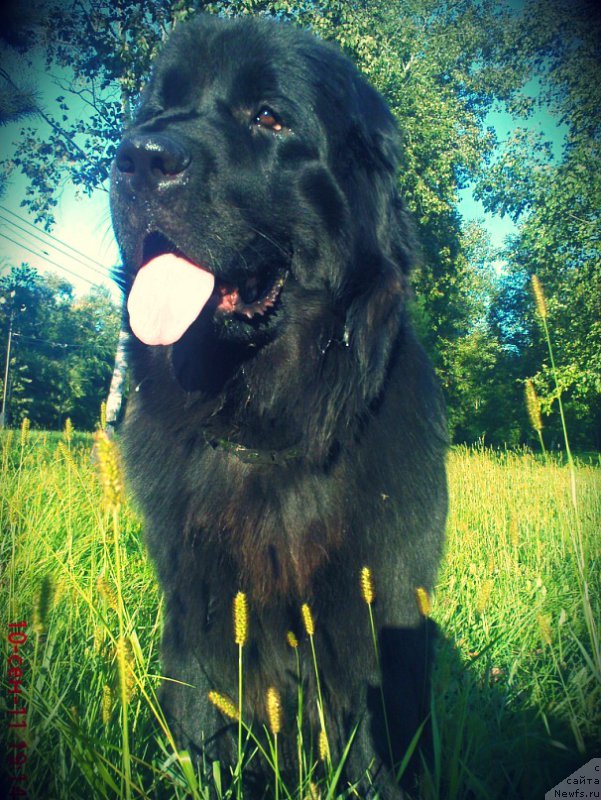 Фото: ньюфаундленд Mirabella iz Tihogo Omuta (Мирабелла из Тихого Омута)