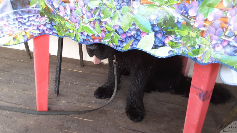 Фотография № 213182