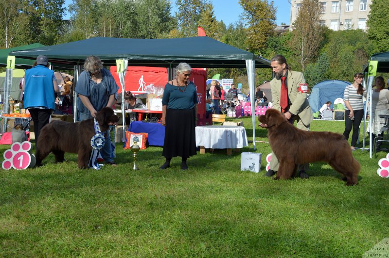 Фото: ньюфаундленд Aquatoriya Kelvin Heather Honey (Акватория Келвин Хизер Хани), ньюфаундленд I Follow The Sun de L'Etoile de Cyrice