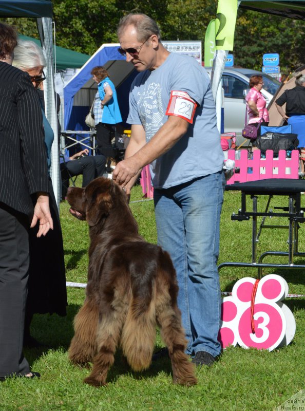 Фото: ньюфаундленд Plushevaya Panda Ellen Bronze (Плюшевая Панда Еллен Бронзе)