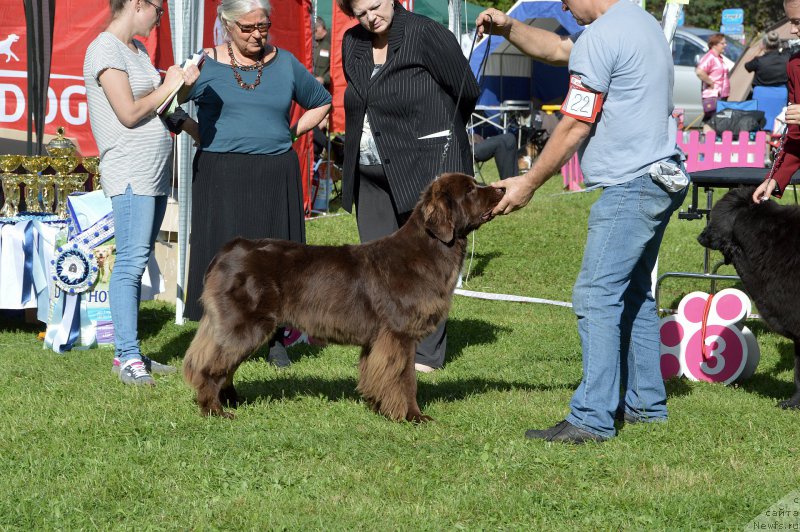 Фото: ньюфаундленд Plushevaya Panda Ellen Bronze (Плюшевая Панда Еллен Бронзе)