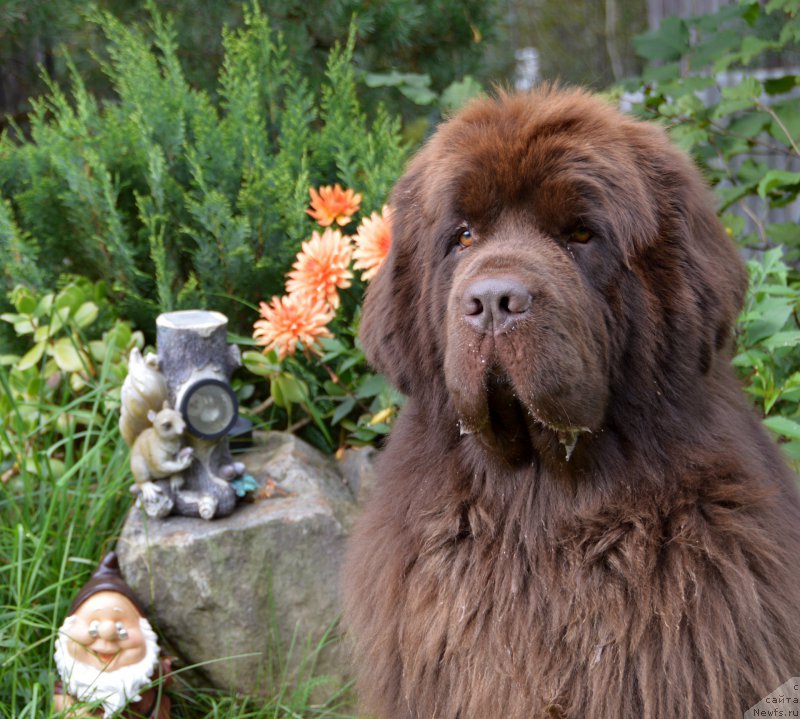 Фото: ньюфаундленд I Follow The Sun de L'Etoile de Cyrice