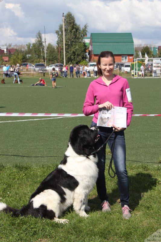 Фото: ньюфаундленд Super Premium Eseniya (Супер Премиум Есения)