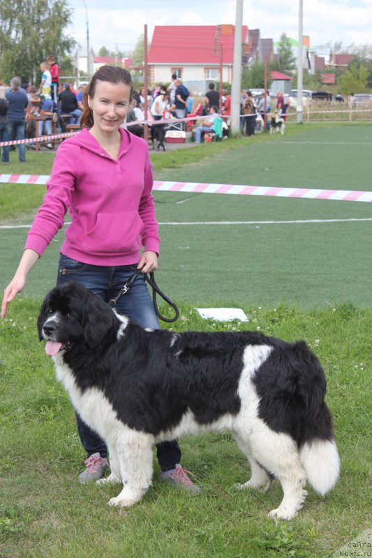 Фото: ньюфаундленд Super Premium Eseniya (Супер Премиум Есения)