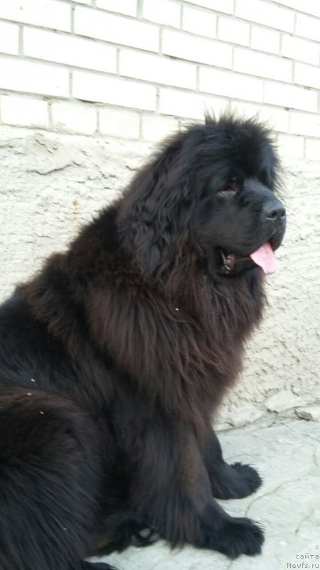 Фото: ньюфаундленд Moya Stihiya Imperatrica Mariya (Моя Стихия Императрица Мария)