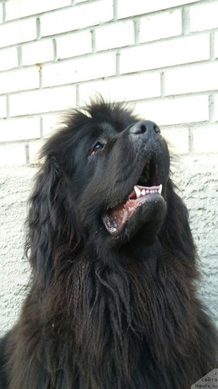 Фото: ньюфаундленд Moya Stihiya Imperatrica Mariya (Моя Стихия Императрица Мария)