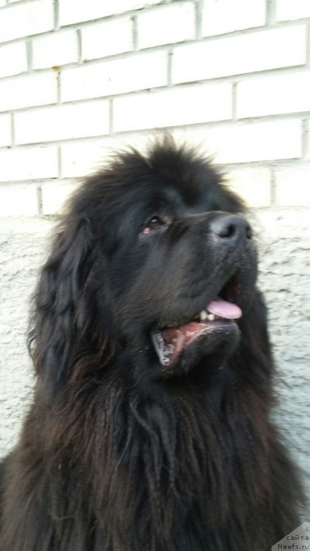 Фото: ньюфаундленд Moya Stihiya Imperatrica Mariya (Моя Стихия Императрица Мария)