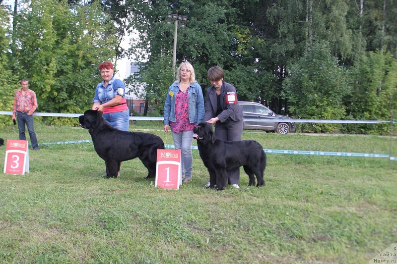 Фото: ньюфаундленд Ermak s Berega Dona (Ермак с Берега Дона), ньюфаундленд Medovaya Milleti Vnushka Lady (Медовая Милетти Внучка Леди)