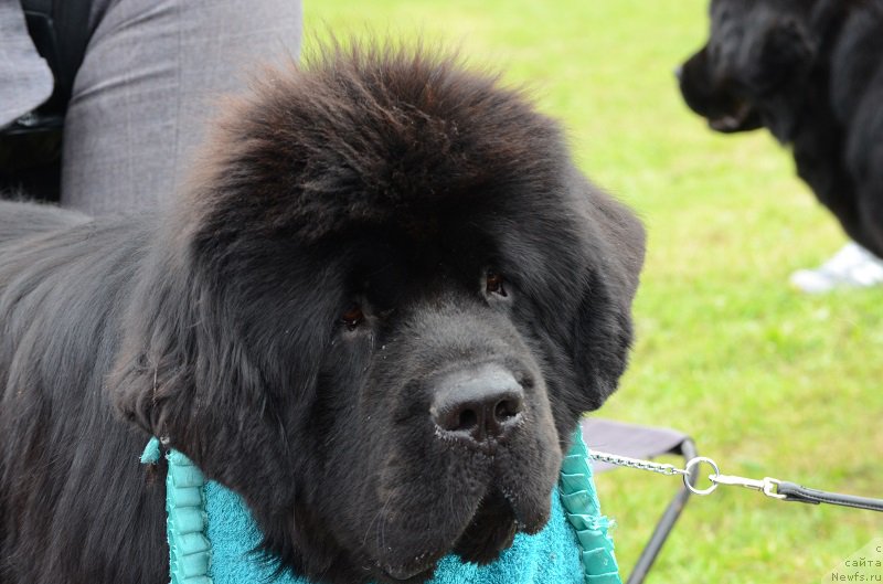 Фото: ньюфаундленд Markiz Maximilien de Mark (Маркиз Максимельен Де Марк)