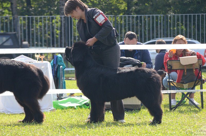 Фото: ньюфаундленд Markiz Maximilien de Mark (Маркиз Максимельен Де Марк)