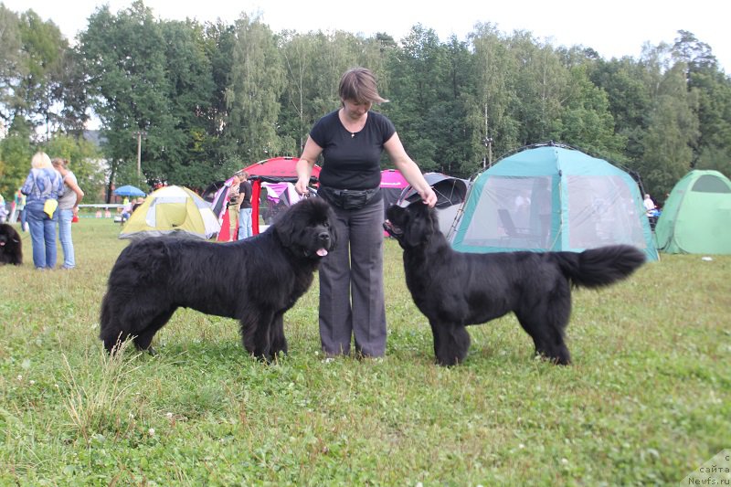 Фото: ньюфаундленд Markiz Maximilien de Mark (Маркиз Максимельен Де Марк), ньюфаундленд Medovaya Milleti Vnushka Lady (Медовая Милетти Внучка Леди)