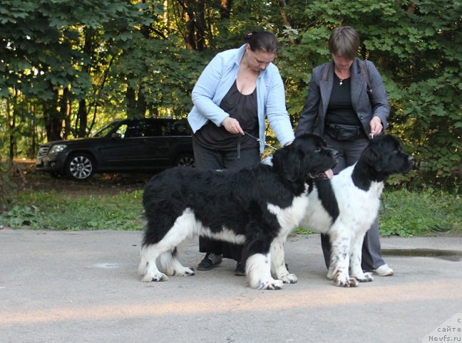 Фото: ньюфаундленд Neverine's Earthquaker, ньюфаундленд Jador Le Perle Nuar (Жадор Ле Перле Нуар)