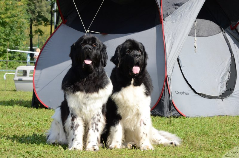 Фотография № 213225