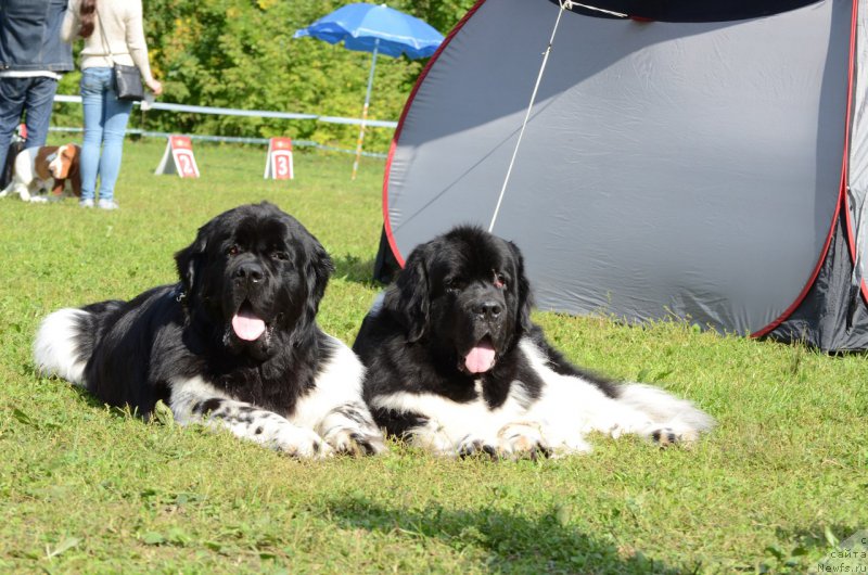 Фотография № 213227