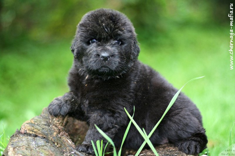 Фотография № 213235