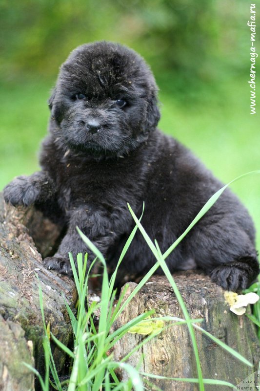 Фотография № 213237