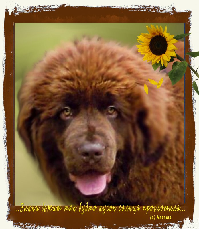 Фото: ньюфаундленд Brownblood MSK Vikki Allan (Браунблад МСК Викки Аллан)