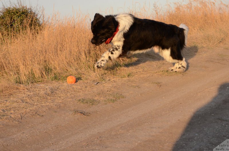 Фотография № 213263