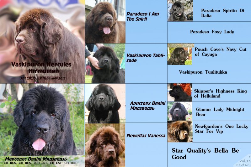 Фото: ньюфаундленд Mercedes Vialiki Miadzvedz (Мерседес Вялiкi Мядзведзь), ньюфаундленд Vaskipuron Hercules Hirmuinen