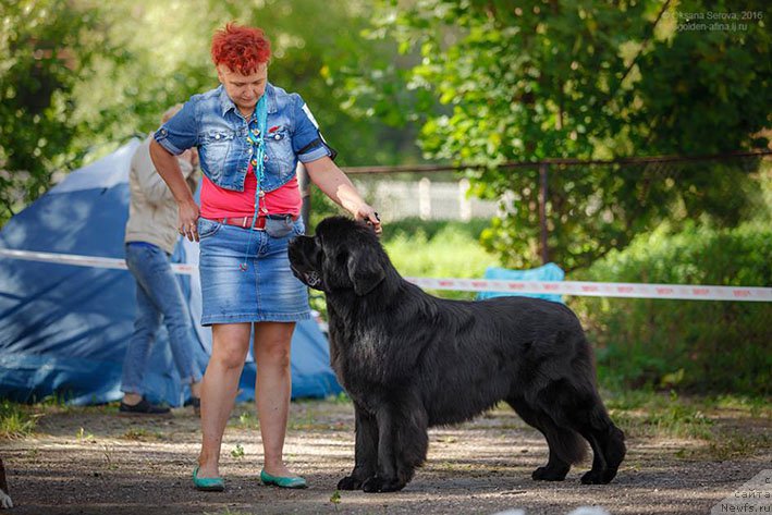 Фото: ньюфаундленд Ermak s Berega Dona (Ермак с Берега Дона)