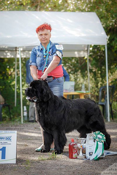 Фото: ньюфаундленд Ermak s Berega Dona (Ермак с Берега Дона)