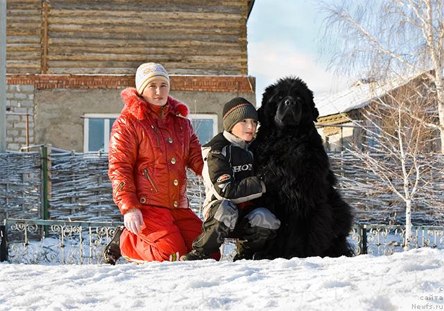 Фото: ньюфаундленд Ygan s Toyanova Gorodka (Юган с Тоянова Городка)