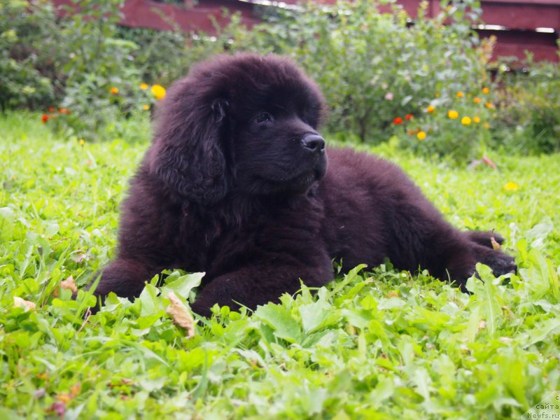 Фотография № 213280