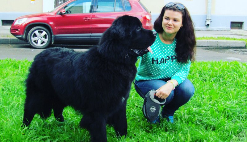 Фото: Anastasiya Demina (Анастасия Демина), ньюфаундленд Smigar Apollon Asteriya (Смигар Аполлон Астерия)