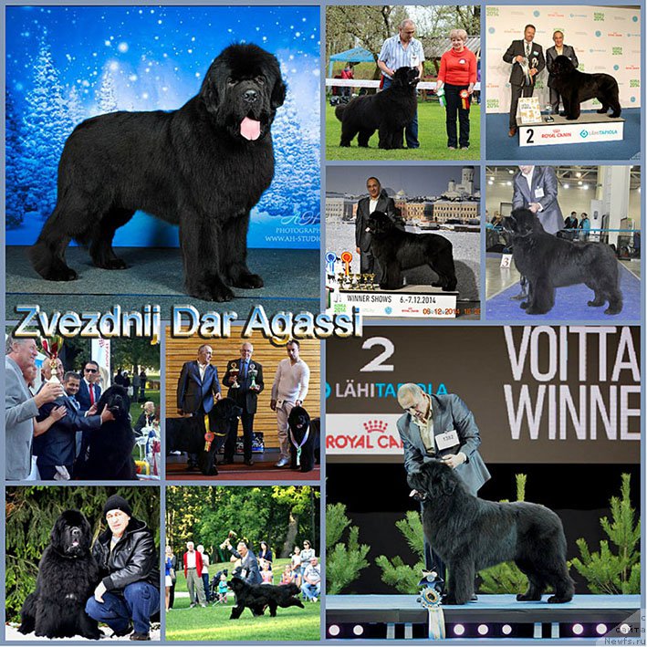 Фото: ньюфаундленд Zvezdnij Dar Agassi (Звездный Дар Агасси)