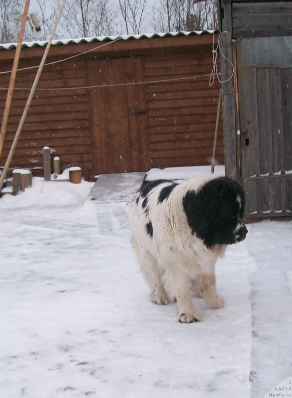 Фото: ньюфаундленд Mag Ispolin Morskaya Jemchujina (Маг Исполин Морская Жемчужина)