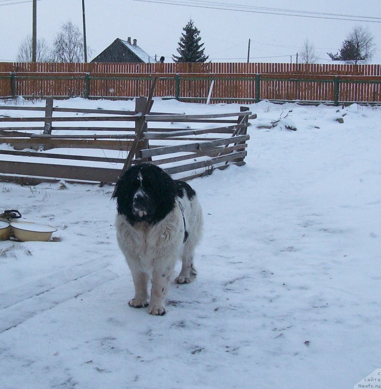 Фото: ньюфаундленд Mag Ispolin Morskaya Jemchujina (Маг Исполин Морская Жемчужина)