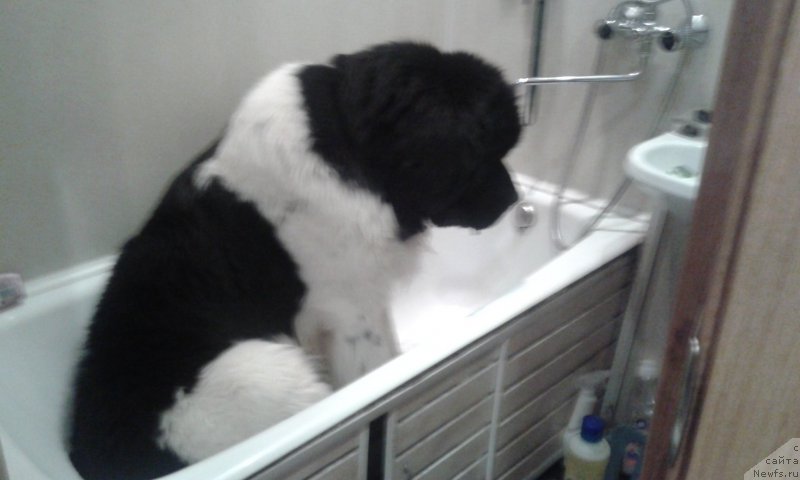 Фото: ньюфаундленд Rikkardo Hranitel' Dushi (Риккардо Хранитель Души)