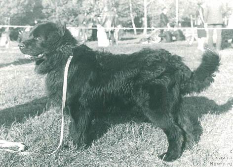 Фото: ньюфаундленд YAlord Dey (Ялорд Дей)