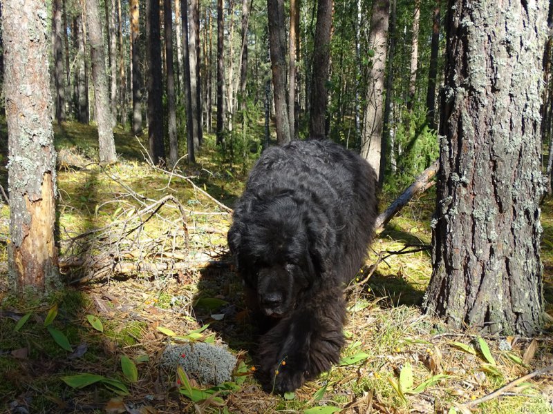Фото: ньюфаундленд Akin Soul Sofiya (Акин Соул София)
