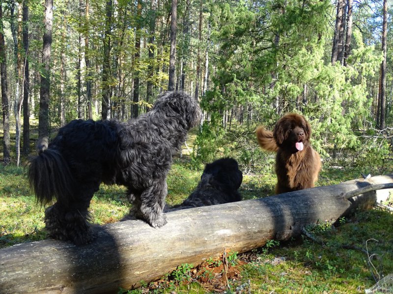 Фотография № 213301