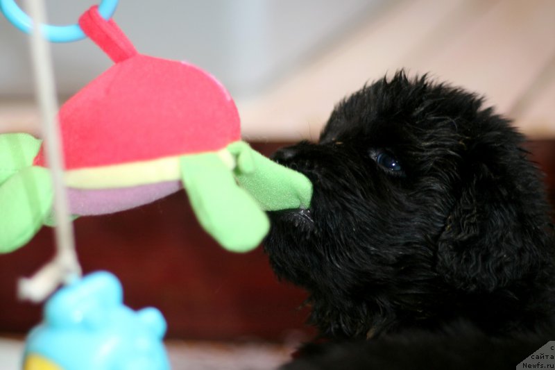 Фотография № 213302