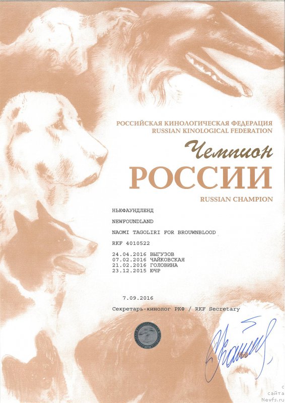 Фото: ньюфаундленд Naomi Tagoliri for Brouwnblood (Наоми Таголири фор Браунблад)