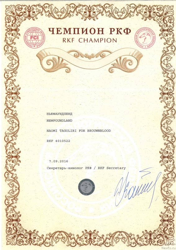 Фото: ньюфаундленд Naomi Tagoliri for Brouwnblood (Наоми Таголири фор Браунблад)