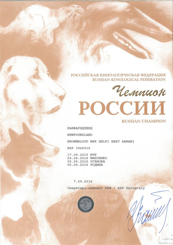 Фото: ньюфаундленд Brownblood MSK Helfi Best Armani (Браунблад МСК Хелфи Бэст Армани)