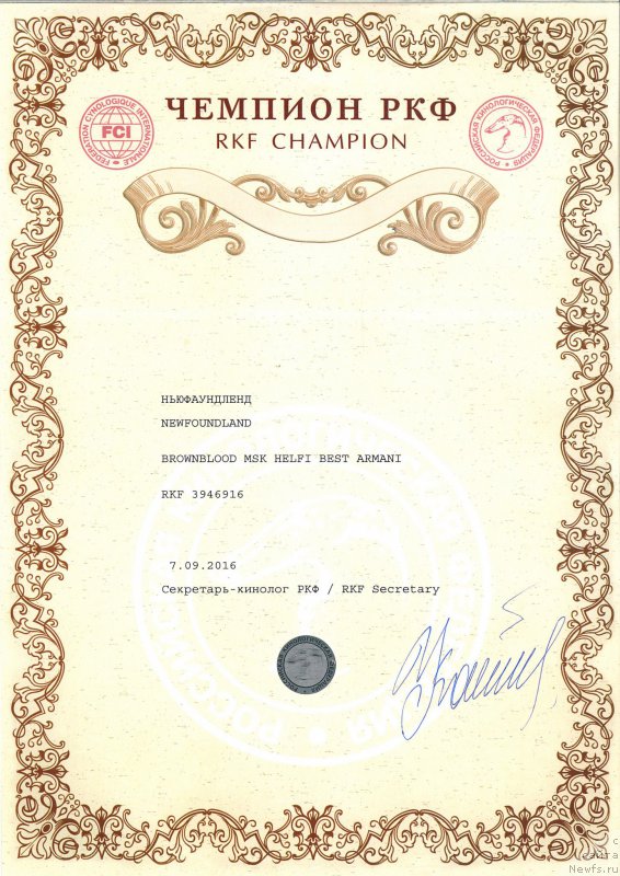 Фото: ньюфаундленд Brownblood MSK Helfi Best Armani (Браунблад МСК Хелфи Бэст Армани)