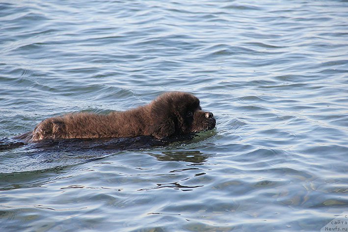 Фотография № 213317