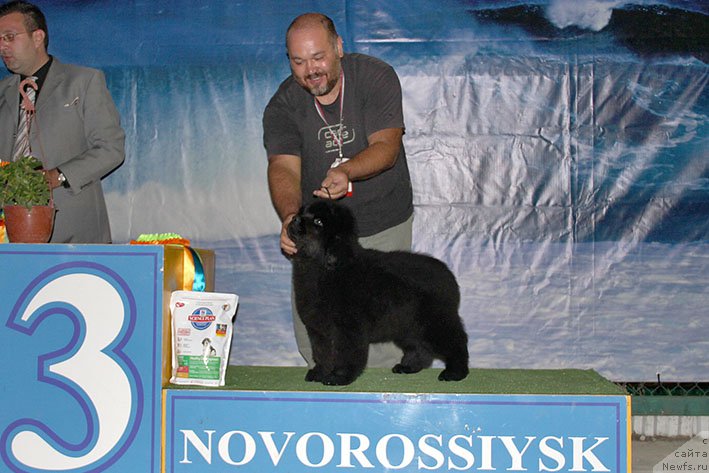 Фото: ньюфаундленд Ilarya s Berega Dona (Илария с Берега Дона)