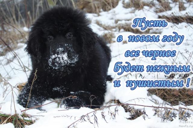 Фото: ньюфаундленд Pchiolkin Dom Vostorg Dushi (Пчёлкин Дом Восторг Души)