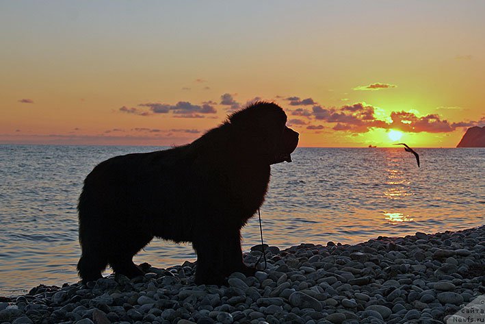 Фото: ньюфаундленд Zvezdnij Dar Agassi (Звездный Дар Агасси)