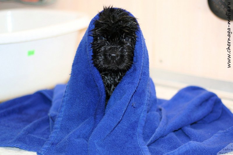 Фотография № 213326