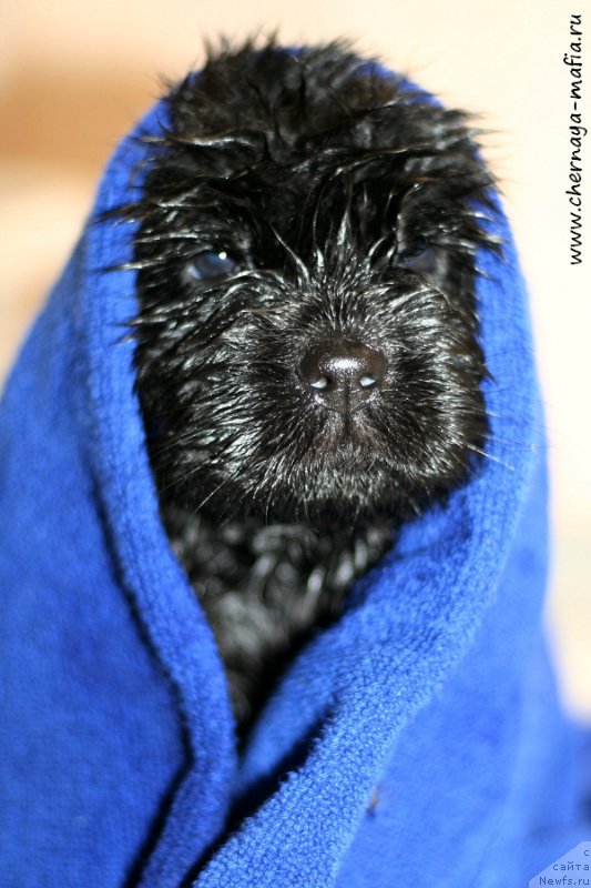 Фотография № 213328