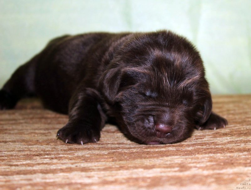 Фото: ньюфаундленд Brownblood MSK Another Love Tender Ebony (Браунблад МСК Аназер Лав Тендер Эбони)
