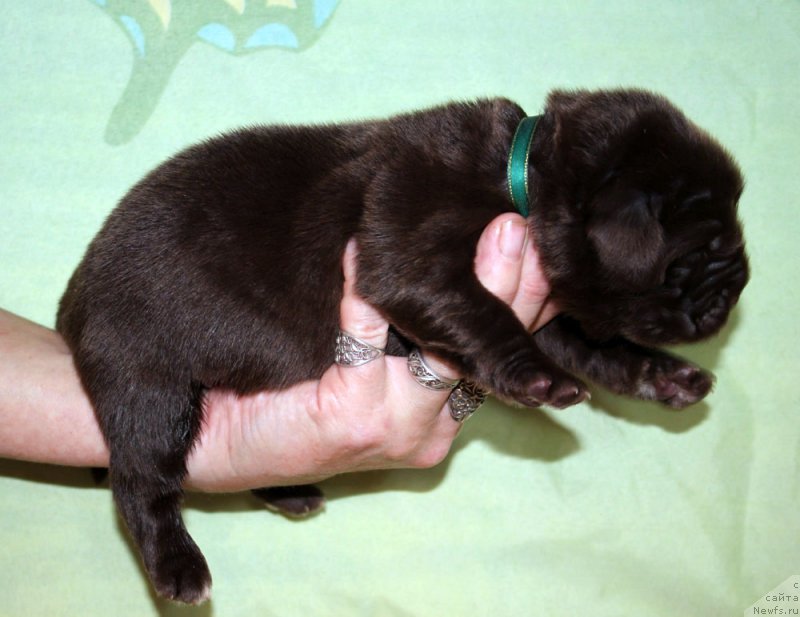 Фото: ньюфаундленд Brownblood MSK Another Love Tender Ebony (Браунблад МСК Аназер Лав Тендер Эбони)