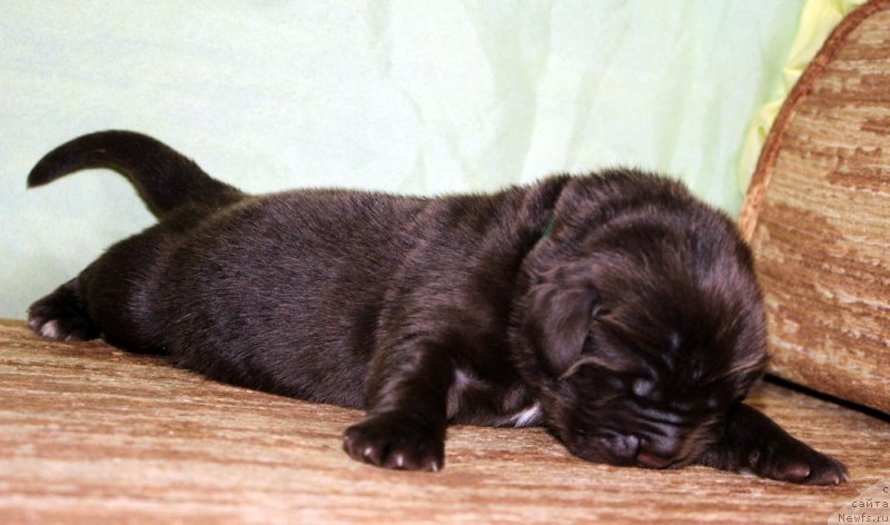 Фото: ньюфаундленд Brownblood MSK Another Love Tender Ebony (Браунблад МСК Аназер Лав Тендер Эбони)