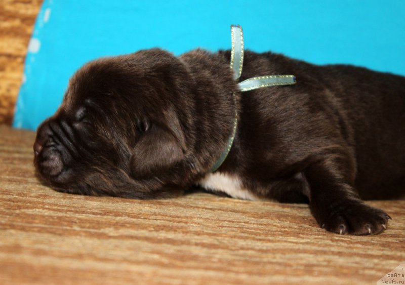 Фото: ньюфаундленд Brownblood MSK Abrams-Strong (Браунблад МСК Абрамс-Стронг)